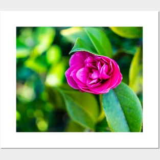 Beautiful Pink Rose in Bloom Posters and Art